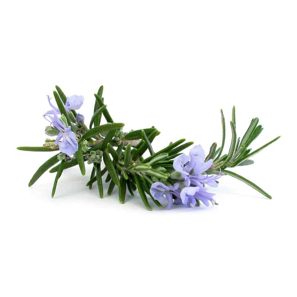 Alecrim (Rosemary) Shower Gel 500ml